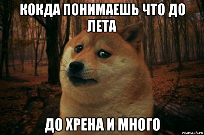 кокда понимаешь что до лета до хрена и много, Мем SAD DOGE