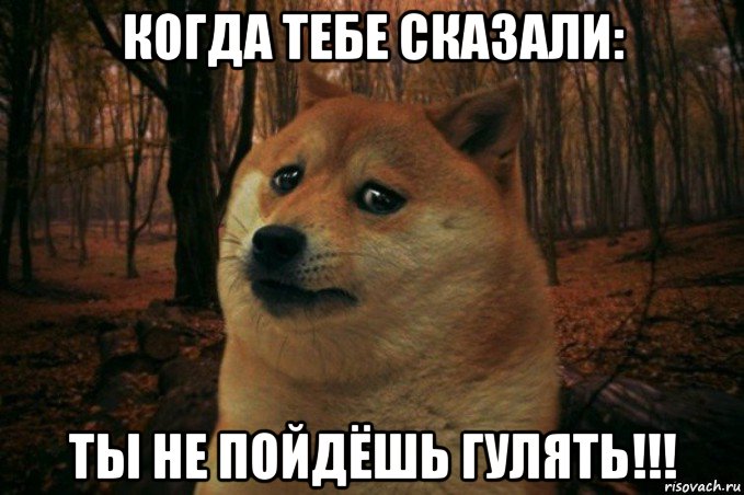 когда тебе сказали: ты не пойдёшь гулять!!!, Мем SAD DOGE