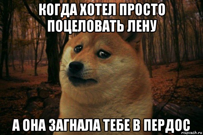 когда хотел просто поцеловать лену а она загнала тебе в пердос, Мем SAD DOGE