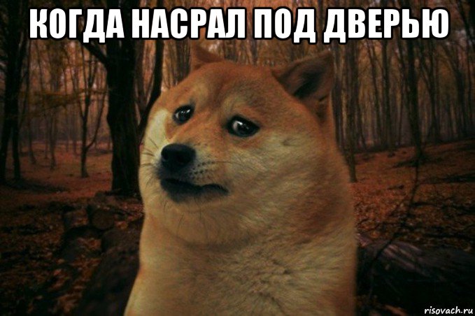 когда насрал под дверью , Мем SAD DOGE