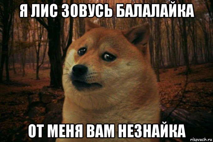 я лис зовусь балалайка от меня вам незнайка, Мем SAD DOGE