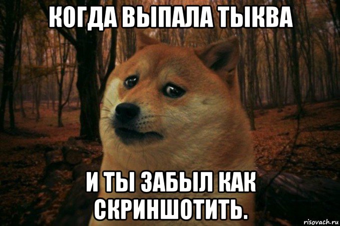 когда выпала тыква и ты забыл как скриншотить., Мем SAD DOGE