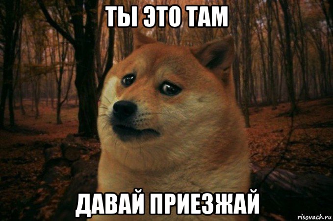 ты это там давай приезжай, Мем SAD DOGE