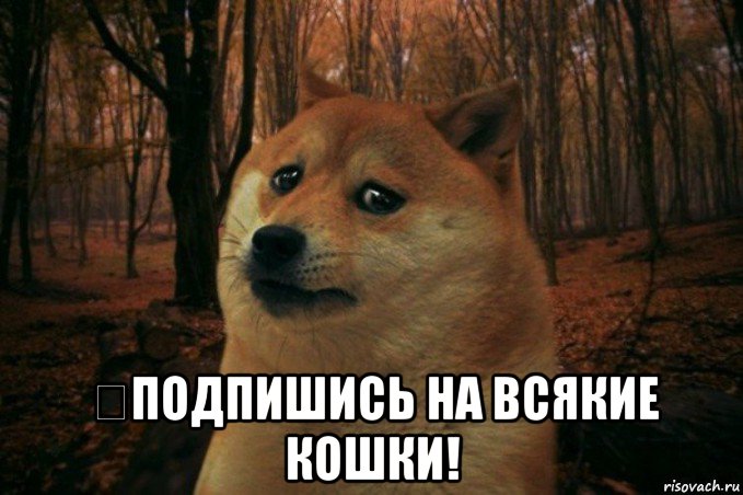  ⇙подпишись на всякие кошки!, Мем SAD DOGE