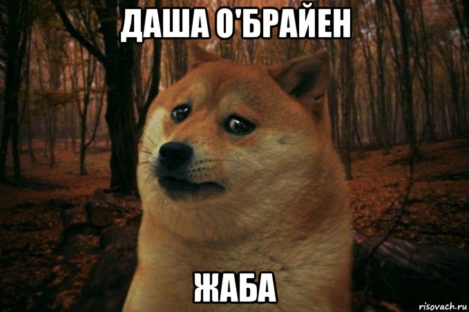 даша о'брайен жаба, Мем SAD DOGE