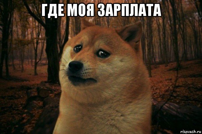 где моя зарплата , Мем SAD DOGE