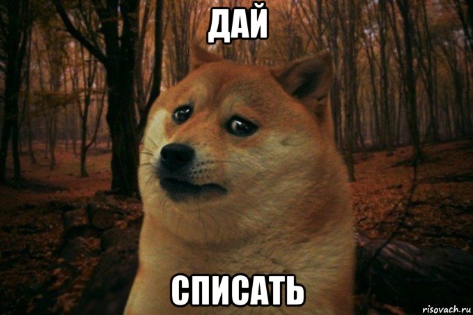 дай списать, Мем SAD DOGE