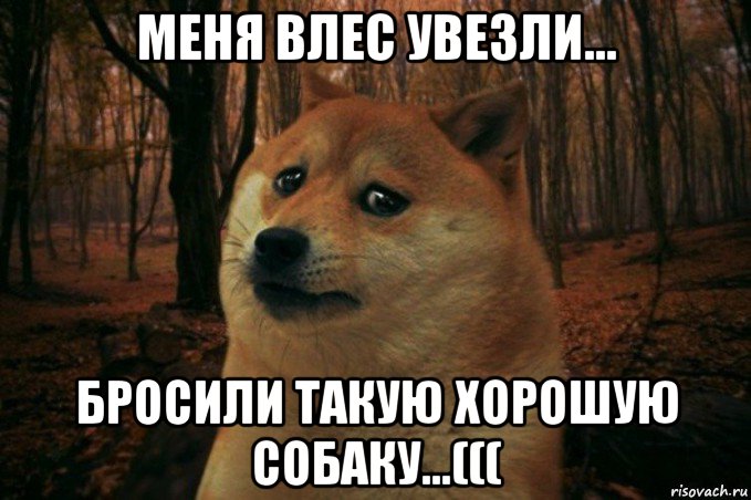 меня влес увезли... бросили такую хорошую собаку...(((, Мем SAD DOGE