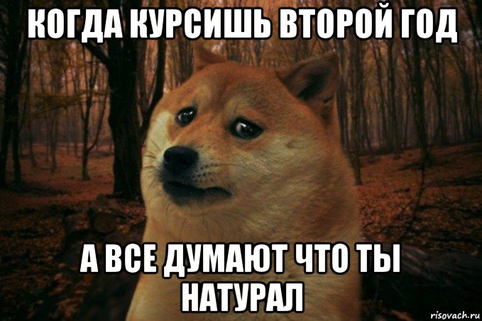 когда курсишь второй год а все думают что ты натурал, Мем SAD DOGE