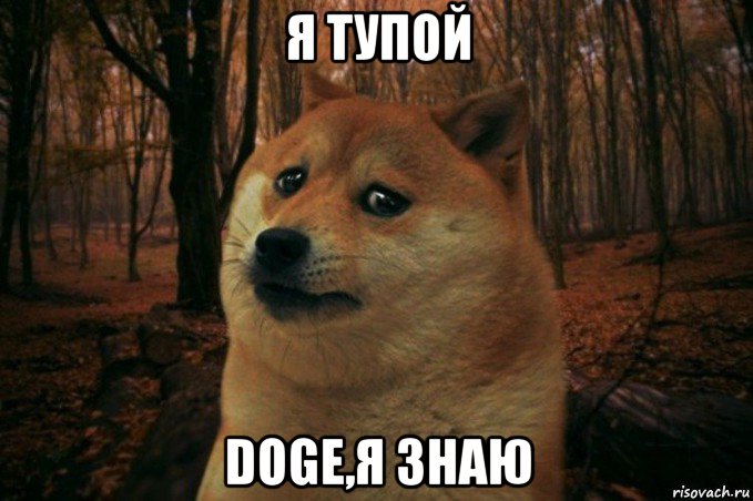 я тупой dogе,я знаю, Мем SAD DOGE