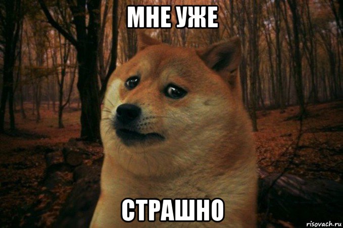 мне уже страшно, Мем SAD DOGE