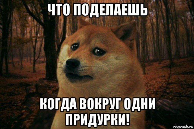 что поделаешь когда вокруг одни придурки!, Мем SAD DOGE