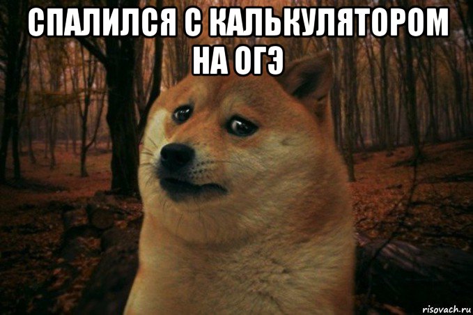 спалился с калькулятором на огэ , Мем SAD DOGE