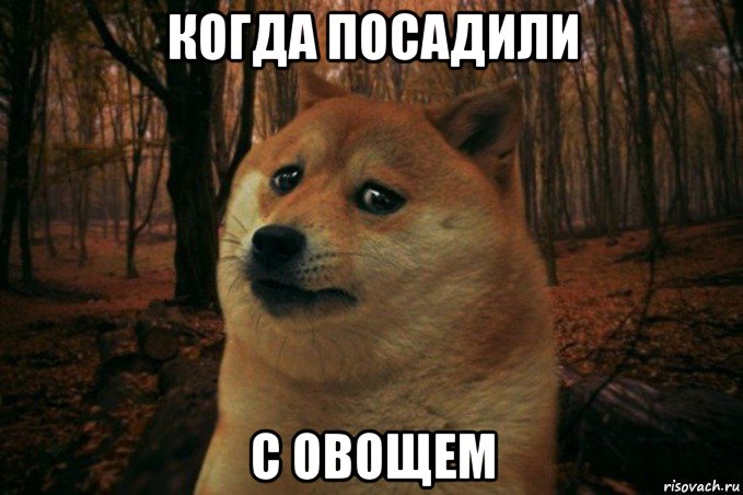 когда посадили с овощем, Мем SAD DOGE