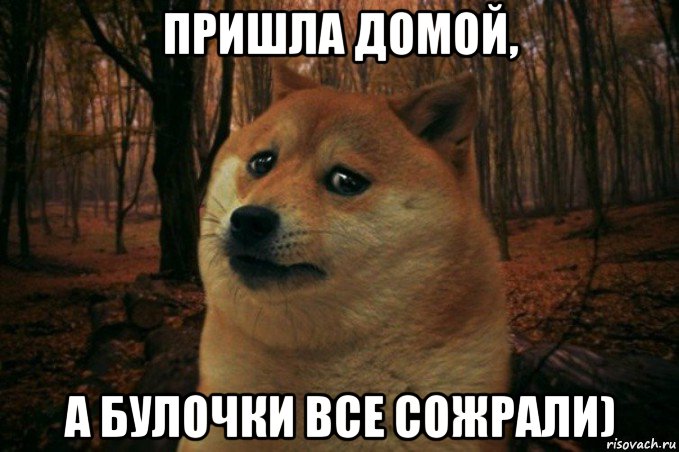 пришла домой, а булочки все сожрали), Мем SAD DOGE