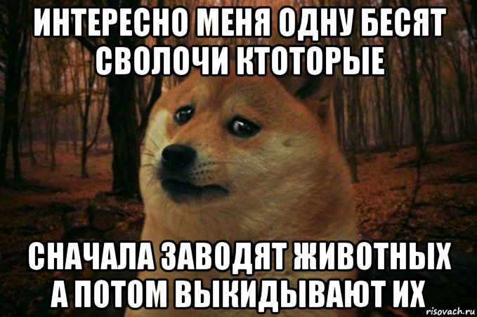 интересно меня одну бесят сволочи ктоторые сначала заводят животных а потом выкидывают их, Мем SAD DOGE