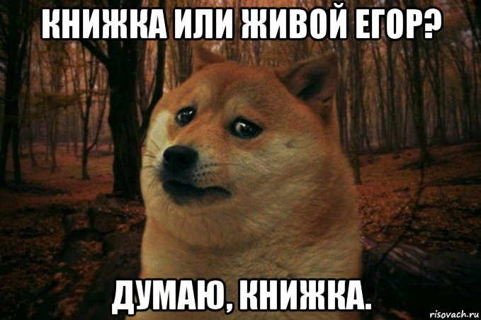 книжка или живой егор? думаю, книжка., Мем SAD DOGE