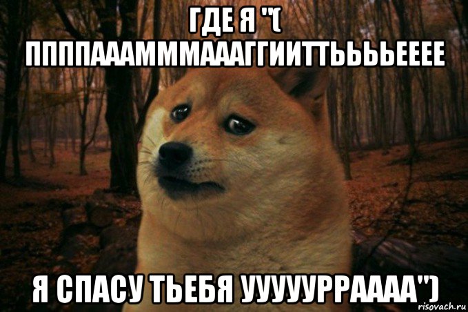 где я "( ппппааамммаааггииттььььееее я спасу тьебя ууууурраааа"), Мем SAD DOGE