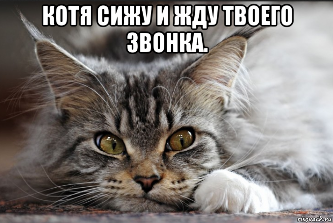 котя сижу и жду твоего звонка. , Мем Сердце ноет просится домой домой