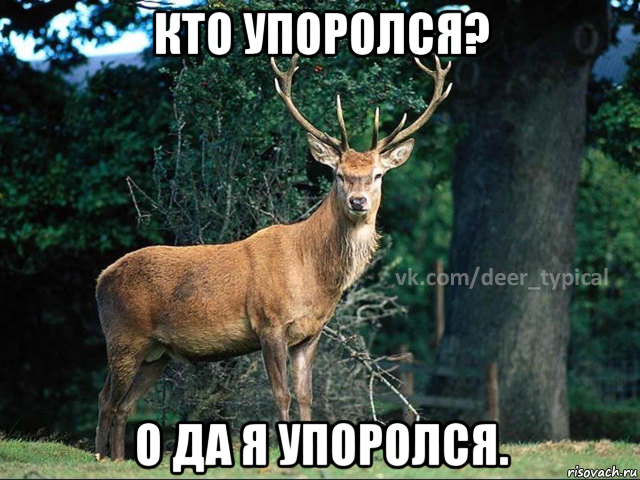 кто упоролся? о да я упоролся.