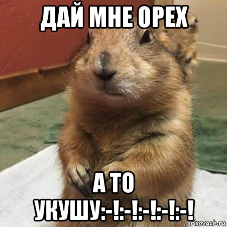 дай мне орех а то укушу:-!:-!:-!:-!:-!, Мем Суслик спрашивает