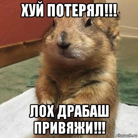 хуй потерял!!! лох драбаш привяжи!!!, Мем Суслик спрашивает