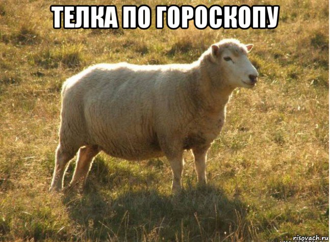 телка по гороскопу , Мем Типичная овца