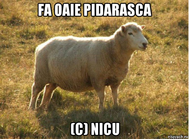 fa oaie pidarasca (c) nicu, Мем Типичная овца