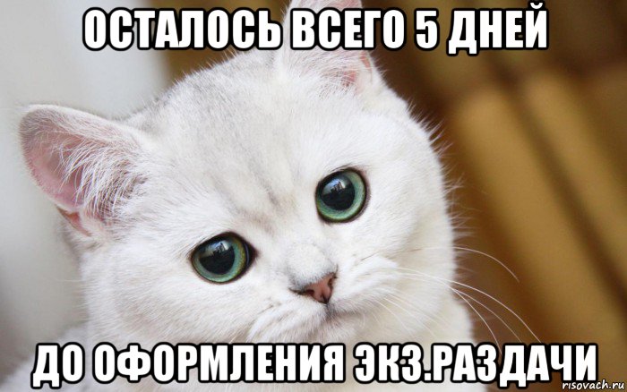 осталось всего 5 дней до оформления экз.раздачи, Мем  В мире грустит один котик