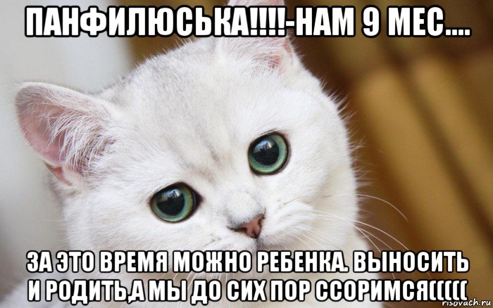 панфилюська!!!!-нам 9 мес.... за это время можно ребенка. выносить и родить,а мы до сих пор ссоримся(((((, Мем  В мире грустит один котик