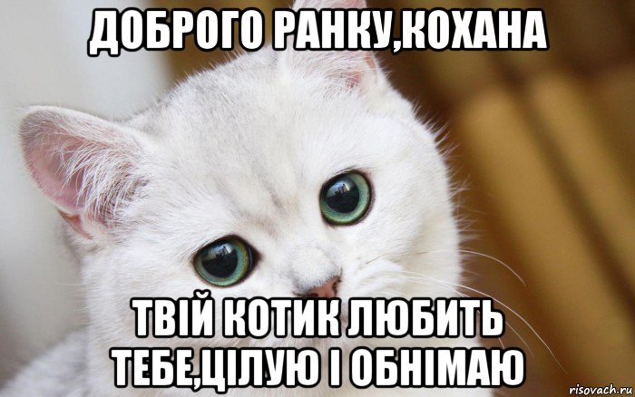 доброго ранку,кохана твій котик любить тебе,цілую і обнімаю, Мем  В мире грустит один котик