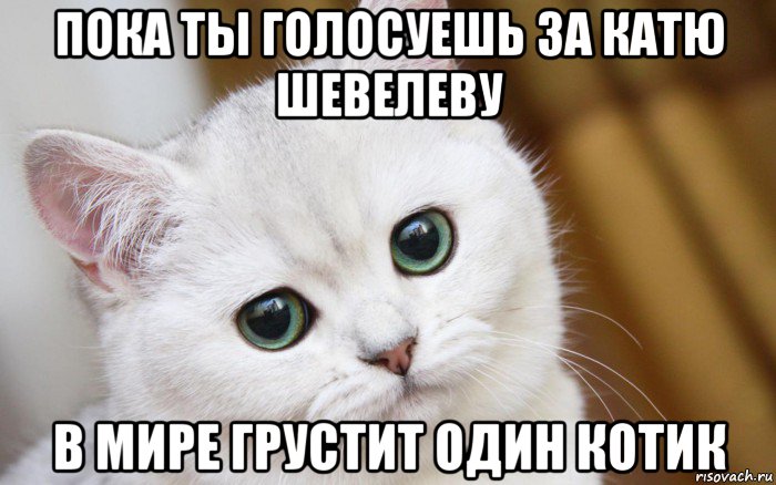 пока ты голосуешь за катю шевелеву в мире грустит один котик, Мем  В мире грустит один котик