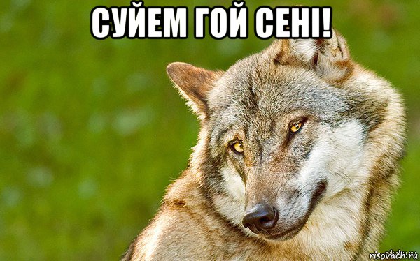 суйем гой сенi! , Мем   Volf