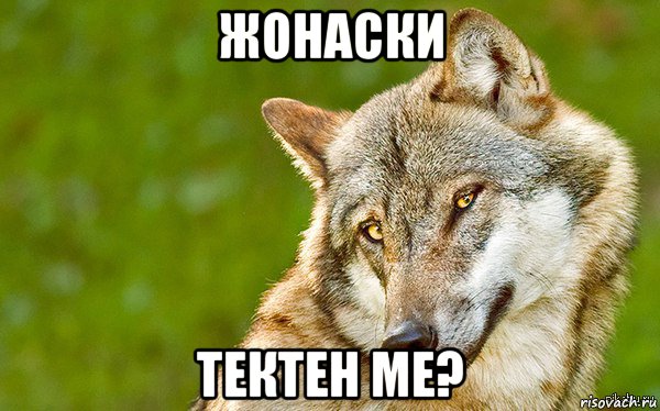 жонаски тектен ме?, Мем   Volf