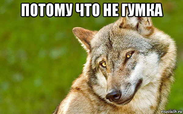 потому что не гумка , Мем   Volf