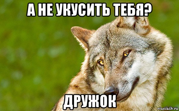 а не укусить тебя? дружок, Мем   Volf