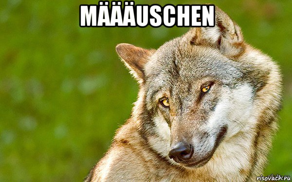 määäuschen , Мем   Volf