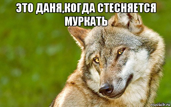 это даня,когда стесняется муркать , Мем   Volf