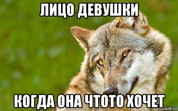 лицо девушки когда она чтото хочет, Мем   Volf