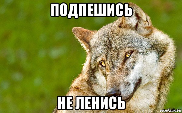 подпешись не ленись, Мем   Volf