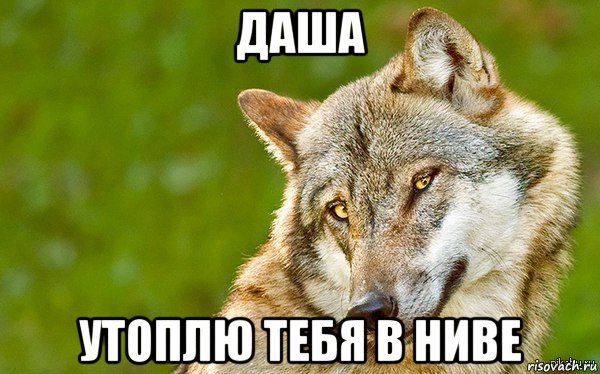 даша утоплю тебя в ниве, Мем   Volf