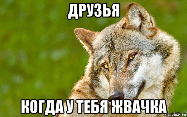 друзья когда у тебя жвачка, Мем   Volf