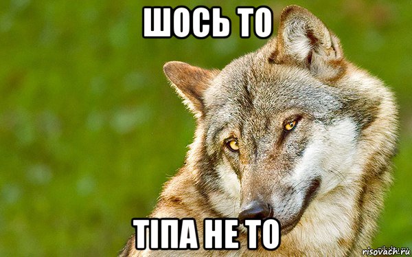 шось то тіпа не то, Мем   Volf