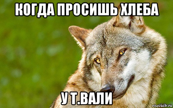 когда просишь хлеба у т.вали, Мем   Volf