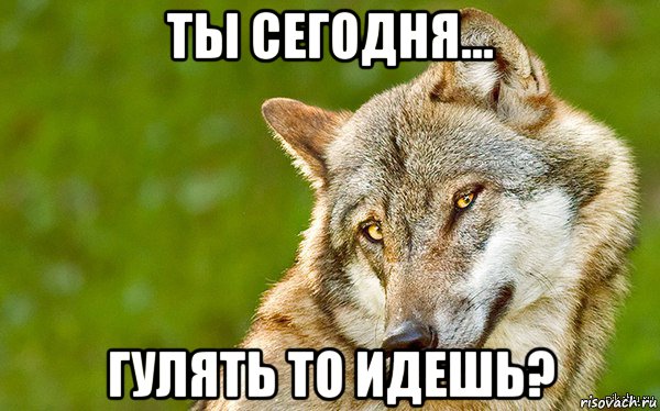 ты сегодня... гулять то идешь?, Мем   Volf