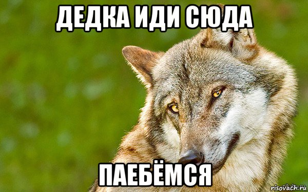 дедка иди сюда паебёмся, Мем   Volf