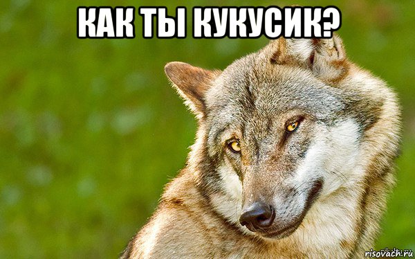 как ты кукусик? , Мем   Volf