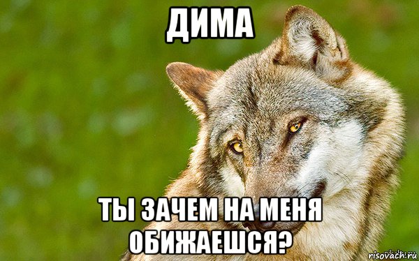 дима ты зачем на меня обижаешся?, Мем   Volf