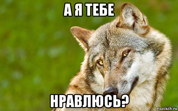 а я тебе нравлюсь?, Мем   Volf