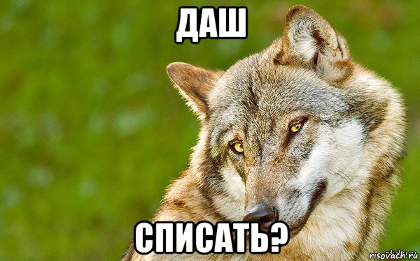 даш списать?, Мем   Volf